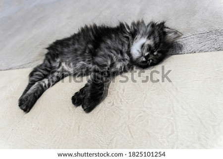 Picture a small kitten, a beautiful background or cover for notebooks