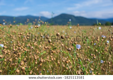 Field of flax flowers. Growing flax in the mountains. Blue flax flowers