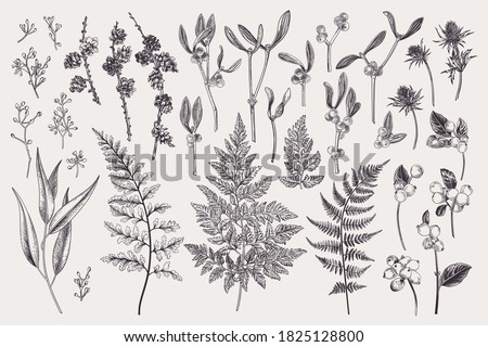 Set with winter plants. Vector botanical illustration. Fern, larch branches and cones, eucalyptus leaves and seeds, mistletoe, snow berry, blue thistle. Black and white.