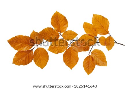 autumn leaves isolated on white background