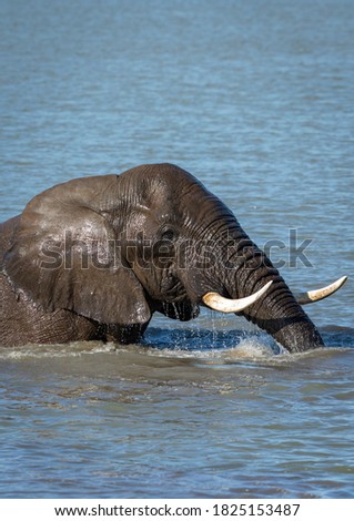 Vertical portrait of an elephant swimming in a river in Kruger Park in South Africa