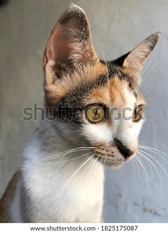 cute calico white orange black kitty from Bali Indonesia