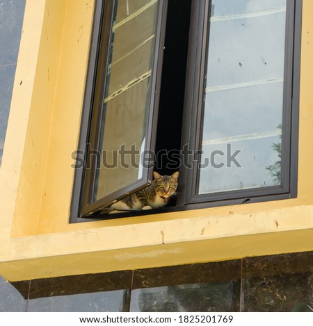 Beautiful domestic cat sitting on the window, looking to the camera. Long range shot outdoor.