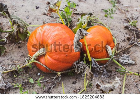 textured pumpkin in the garden