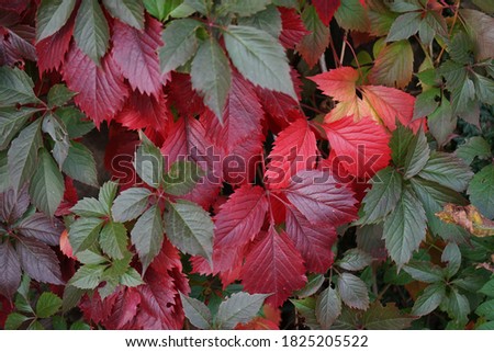 autumn red leaves for a background