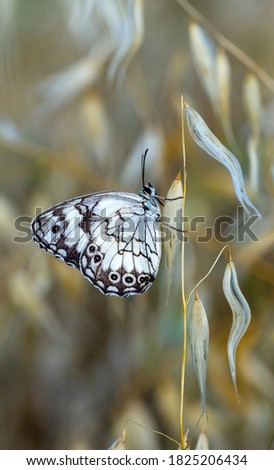 Macro shot, Beautiful nature scene. Closeup beautiful butterfly sitting on the flower in a summer garden.