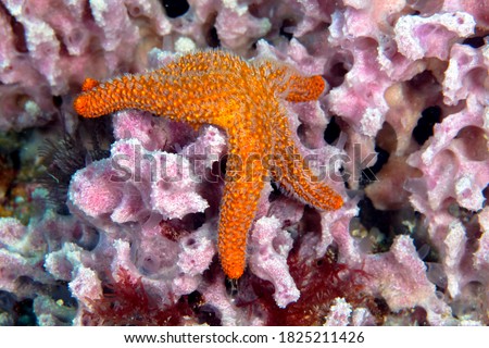 This little echinoderm was spotted. Sea stars move using tiny "tube feet" located on the underside of their bodies.