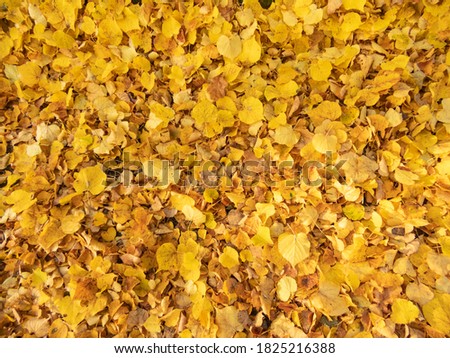 Texture of yellow autumn fallen leaves
