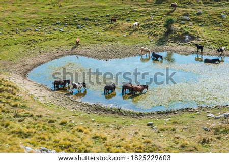 The nice view with horses in a lake.