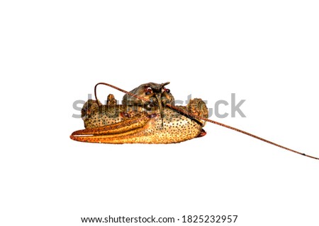 crayfish isolated on black background
