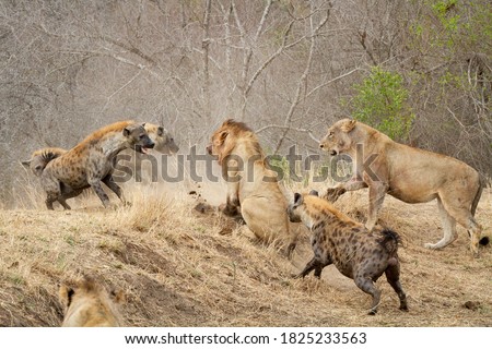 Spotted hyenas, Crocuta crocuta, attacking a pride of lions, Panthera leo