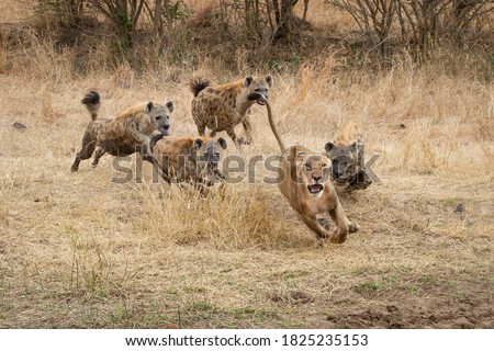 A lioness, Panthera leo, runs with ears back and mouth open from spotted hyenas, Crocuta crocuta Royalty-Free Stock Photo #1825235153