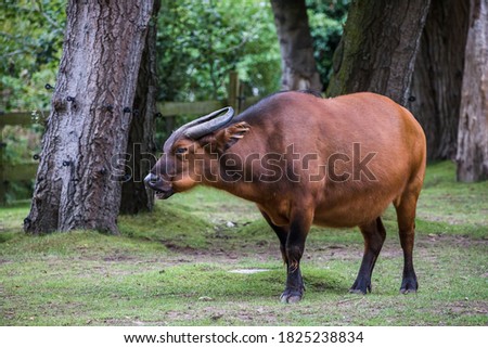 A Congo buffalo seen chewing in a wooded area in England.