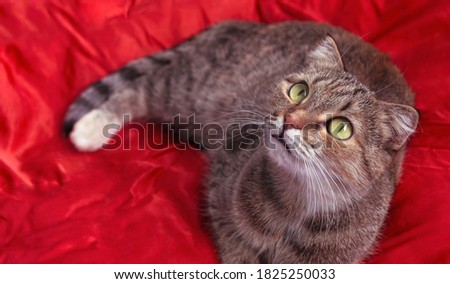 Adorable kitten on red textile. Copy space. Cute pets cats, valentines and Christmas card stock photo