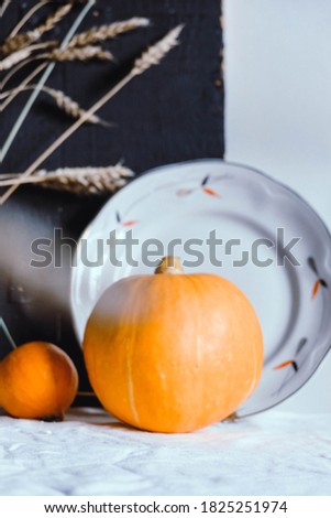 Halloween , thanksgiving pumpkins still life close up table with rye. Decorative yellow and orange autumn, fall pumpkins. Thanksgiving table still life pumpkins.