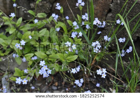 little blue flowers in greenery in the garden