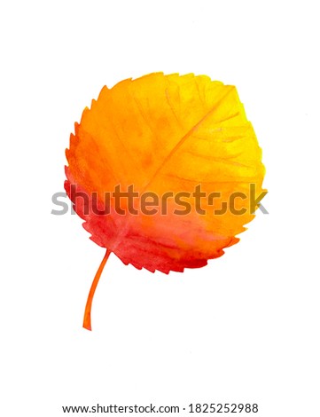 Autumn watercolor linden leaf isolated on white background. Bright orange and red color. Leaf fall. Hand drawing. Art.