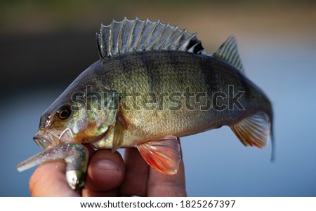 Perch caught on a fiiish lure Royalty-Free Stock Photo #1825267397