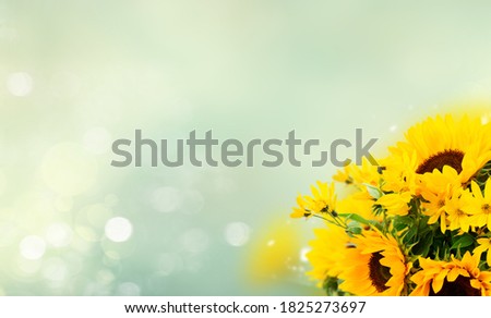 Sunflowers fresh flowers over defocused bokeh background