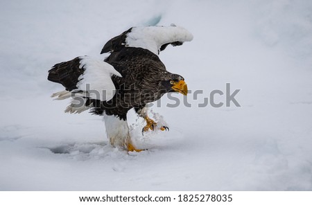 A stellar's sea Eagle is trying his best to walk towards another Steller's sea Eagle with a fish in the thick snow of the frozen ocean. 
