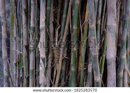 An artistic composition on a clump of bamboo