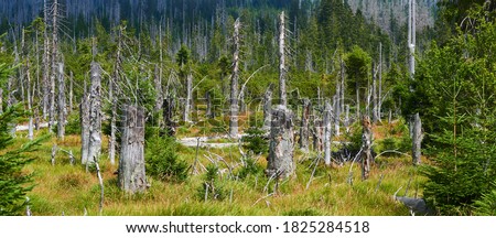 Panoramic view of dead forest after bark beetle calamity and Kirill storm cyclone in national park Sumava (Bohemian forest), Czech Republic
