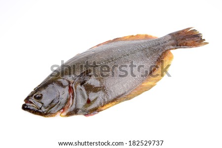 A halibut isolated on a white background  