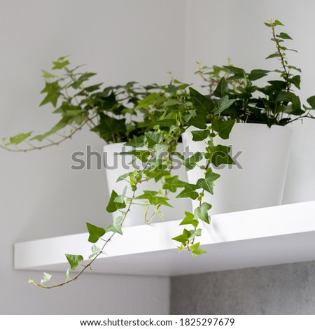 Close-up on decorative two ivy plants in white flower pots on white shelf Royalty-Free Stock Photo #1825297679