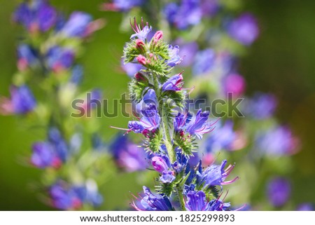 Blue melliferous flowers - Blueweed (Echium vulgare). Viper's bugloss is a medicinal plant. Macro. Royalty-Free Stock Photo #1825299893