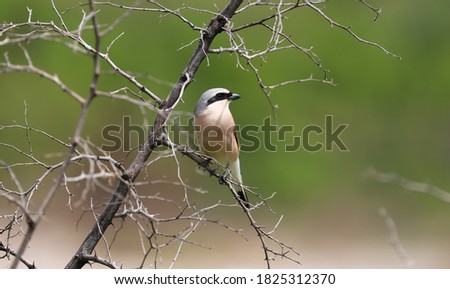 lanius collurio bird on branch