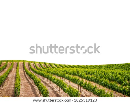 Vineyard isolated on white background Royalty-Free Stock Photo #1825319120