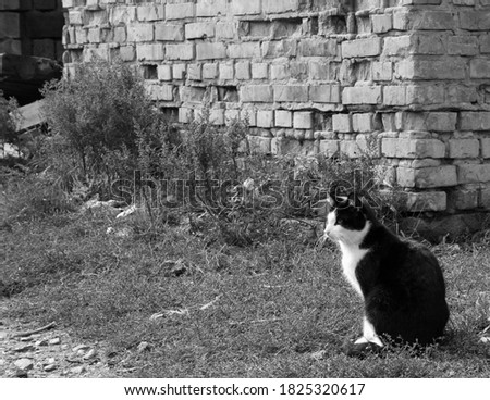 black and white cat sits near old abandoned building