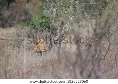 dark mane lion in the bushveld