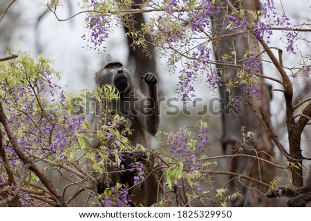chacma baboon feeding on purple flowers.