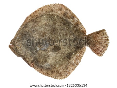 Turbot fish isolated on white background