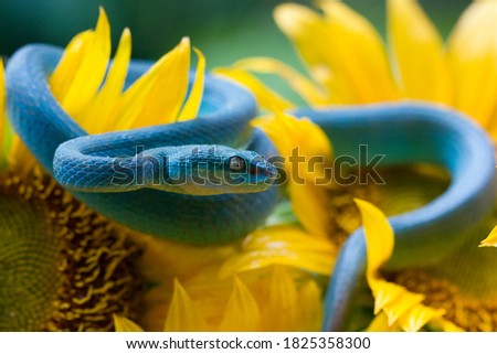 Blue viper snake on sunflower, viper snake ready to attack, blue insularis, animal closeup
