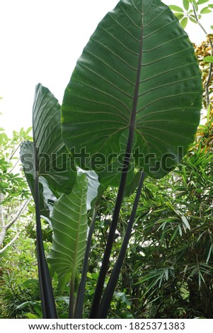 taro plant (Colocasia esculenta). is a plant producing tubers that are quite important. Allegedly native to Southeast Asia or southern Central Asia
