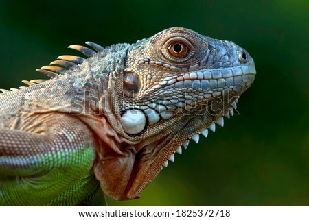 Beautiful green iguana closeup head on wood, animal closeup