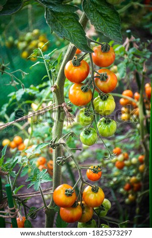 Picture of cherry tomatoes in the garden.