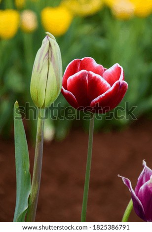 Tulips bulbs are all about color that can be woven into any garden with great effect.