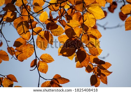 
A picture of the autumn orange transparent leaves.  