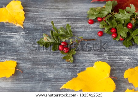 Autumn background. Harvest festival theme on a dark background. Festive autumn decor of berries and leaves. The concept of thanksgiving or Halloween. Autumn composition.