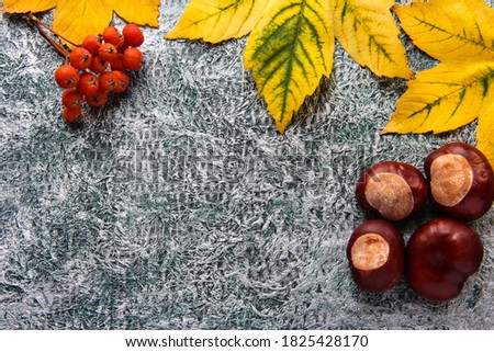 Autumn background. Leaves with chestnuts on a crumpled background..