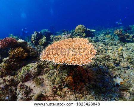 Coral reef in the pacific ocean together with marine life as a ecosystem. Underwater world full of fishes, anemone and turtles. Sunlight penetrating through the sea surface creating the amazing view