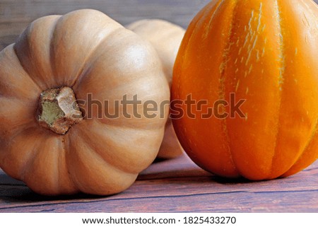 Pumpkin in darkness. Halloween mood. Vegan autumn concept.