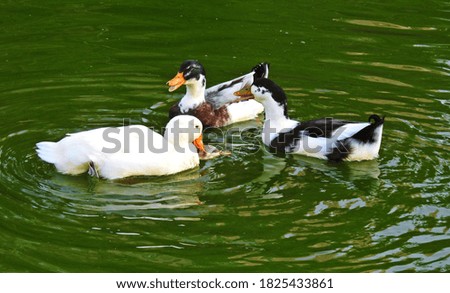 duck family in pond with beautiful nature