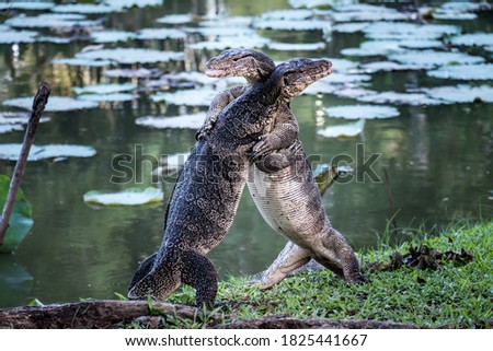 Close up the Asian Two water monitor (Varanus salvator) - lizards fighting each other. Royalty-Free Stock Photo #1825441667
