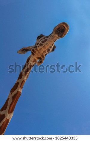 The Giraffe in the Skies