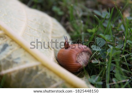 earwig stuck in a hazelnut shell