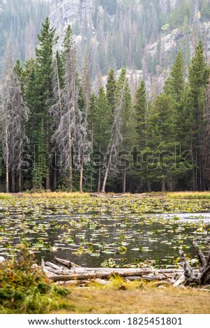 Nymph Lake in Rocky Mountain National Park during fall. Lilypads on the lake on misty day